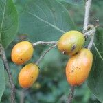 Casearia corymbosa Frukt