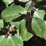 Elaeagnus × submacrophylla Folio