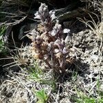 Orobanche rosmarina Habitatea