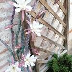 Cereus spegazzinii Flower