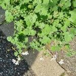 Pelargonium odoratissimum Habitus