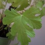 Pelargonium graveolens Feuille