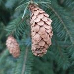 Picea sitchensis Frutto