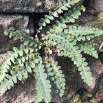 Asplenium ceterach Habitus