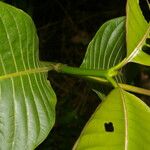 Palicourea guianensis Blatt