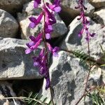 Vicia eriocarpa Blodyn