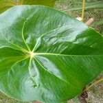 Anthurium formosum ഇല