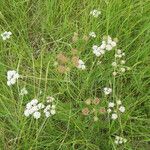 Oenanthe globulosa Habit