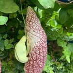 Aristolochia grandiflora Fruchs