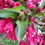 Weigela florida Folha