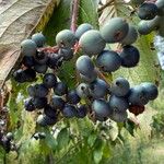 Cornus amomum Fruit