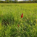 Trifolium incarnatumFlower