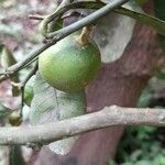 Citrus × aurantiifolia Frutto