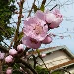 Prunus persica Flors