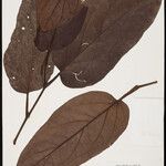 Piper inaequale Leaf