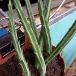 Kleinia stapeliiformis Hoja