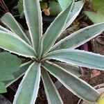 Agave vivipara Deilen