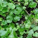Ranunculus hederaceus Yaprak