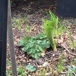 Cardiocrinum giganteum Blatt