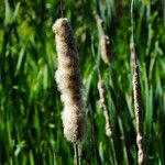 Typha × glauca Плод