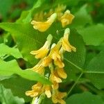 Vicia pisiformis Flor