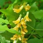 Vicia pisiformis Flower