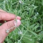 Cynoglossum lanceolatum പുഷ്പം