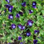 Torenia fournieriFlower