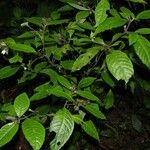 Herpetacanthus panamensis Muu