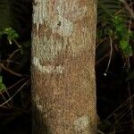 Geniostoma borbonicum 树皮