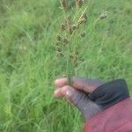 Juncus compressus Лист