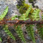 Athyrium wallichianum Habit