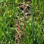 Lepidium nitidum Cvet