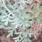 Artemisia thuscula Leaf