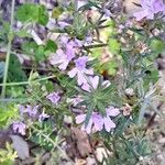 Westringia longifolia Cvet