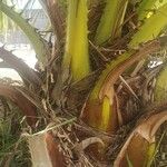 Livistona chinensis Outro