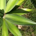 Agave demeesteriana Blatt