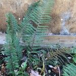 Dryopteris fragrans Листок