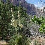 Yucca angustissima Flower