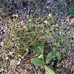 Galium pumilum Habit