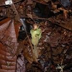 Matisia bracteolosa പുറംതൊലി