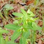 Euphorbia dulcis Leaf