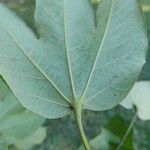 Sterculia apetala Leaf