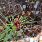 Tragopogon crocifolius Kukka