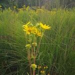 Silphium integrifoliumЦвят