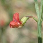 Lathyrus sphaericus Virág