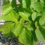 Corylus americana Leaf