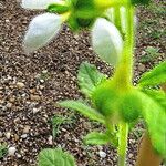 Nasa triphylla Flor