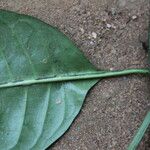 Psychotria subpunctata