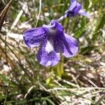 Pinguicula balcanica Blüte